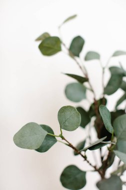 Yapay bir bitkinin yeşil yaprakları, yakın plan, açık arka plan. Yumuşak odak.