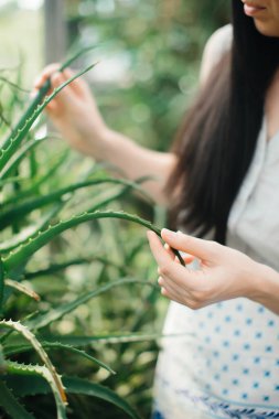 Kız bir bitkiye dokunuyor, elinde aloe vera yaprağı tutuyor, yakın plan. Botanik kavramı.