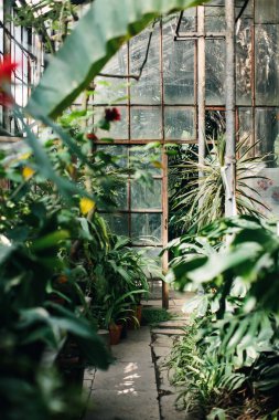 Bir bahçe serasının içinde. Bitkilerle çevrili eski cam kapı. Bahçıvanlık yaşam tarzı.