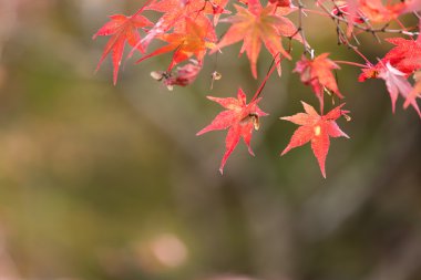 sonbahar yaprakları arka plan