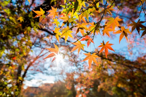 Feuilles d'automne fond — Photo