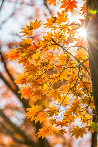 Herfst bladeren achtergrond — Stockfoto