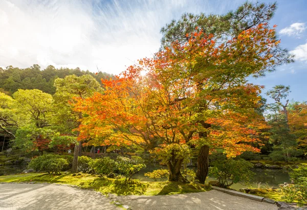 Осенние деревья в парке — стоковое фото