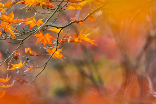 Autumn leaves background — Stock Photo, Image