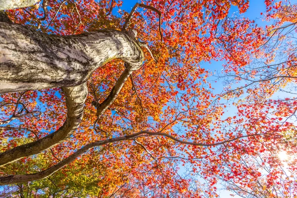 Autumn leaves Background — Stock Photo, Image