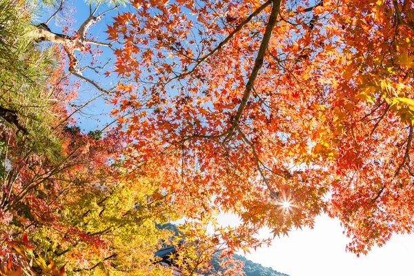 Autunno foglie sfondo — Foto Stock