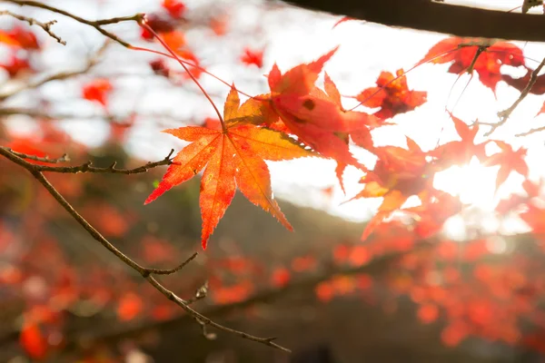 Autumn background Red leaves — Stock Photo, Image
