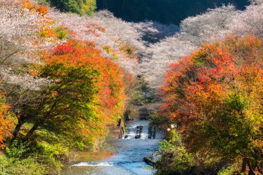 Nagoya sakura blossom, Autumn yatay