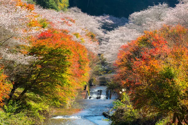 Paisaje de otoño con flor de sakura en Nagoya —  Fotos de Stock