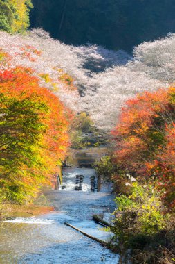 Sakura blossom, Autumn yatay