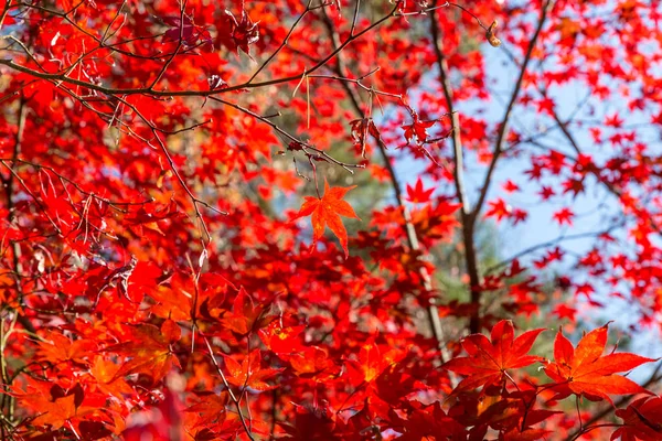 Autumn leaves background — Stock Photo, Image