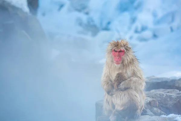 Macaco de mono de nieve — Foto de Stock