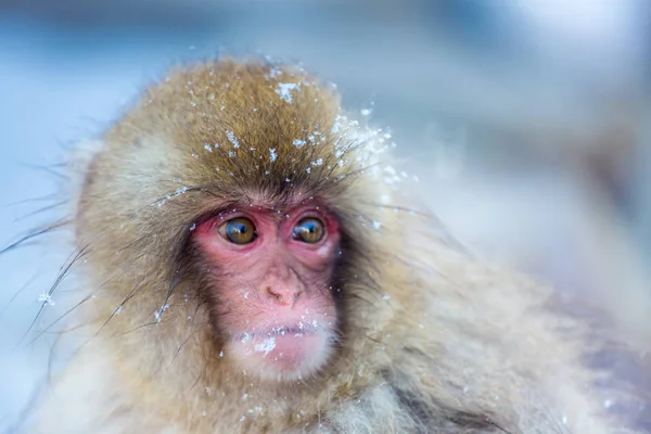 雪猿サル — ストック写真