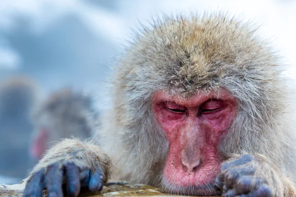 Χιόνι μαϊμού μακάκος — Φωτογραφία Αρχείου