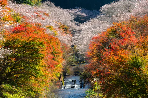 Shikizakura 사쿠라 꽃 — 스톡 사진