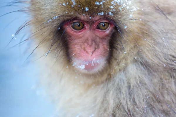 Χιόνι μαϊμού μακάκος — Φωτογραφία Αρχείου