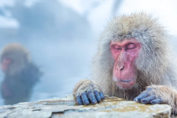 Snow monkey Macaque — Stock Photo, Image