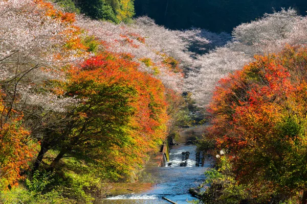 Landskap med sakura blossom — Stockfoto