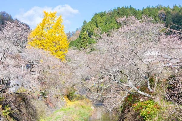 Paisaje con flor de sakura —  Fotos de Stock