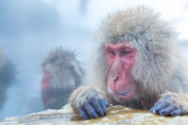 Snow monkey Macaque — Stock Photo, Image