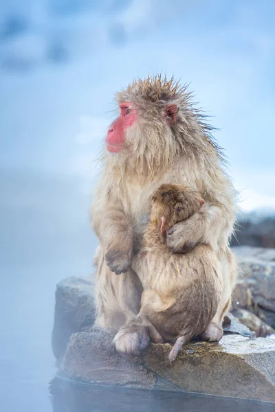 Snow monkey Macaque — Stock Photo, Image