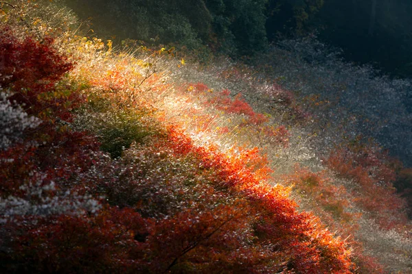 Paisaje de otoño con flor de sakura — Foto de Stock