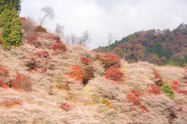 Hösten landskap med sakura blossom — Stockfoto