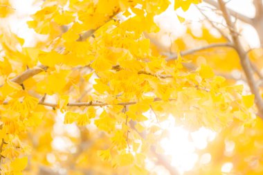 Ginkgo ağaçları sonbaharda