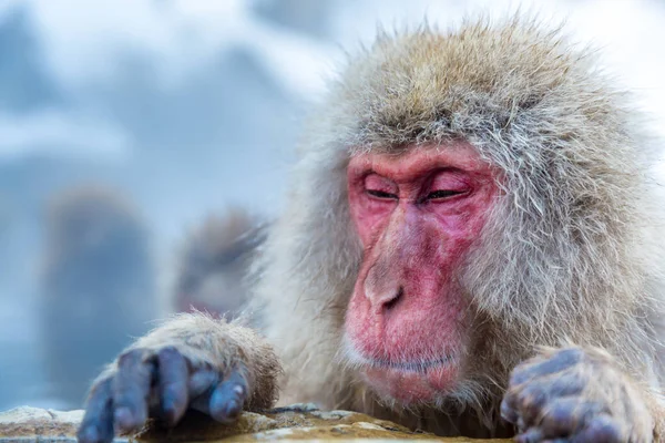 Mono de nieve Macaque Onsen — Foto de Stock