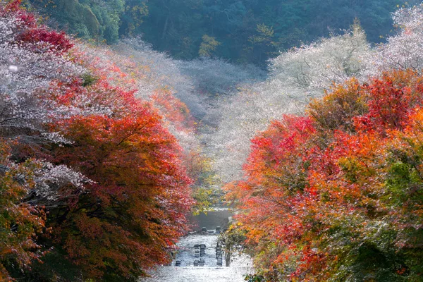 Obara Sakura in autunno — Foto Stock