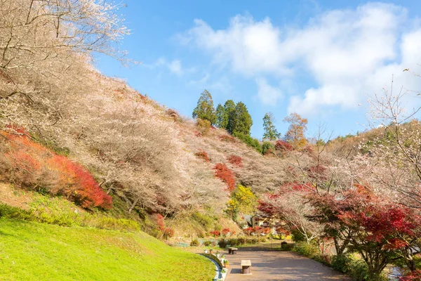Obara-Sakura im Herbst — Stockfoto