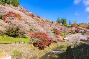 Sakura çiçeği Nagoya