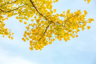 Ginkgo ağaçları sonbahar 
