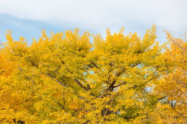 Ginkgo ağaçları sonbahar 