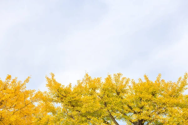 Ginkgobäume im Herbst — Stockfoto