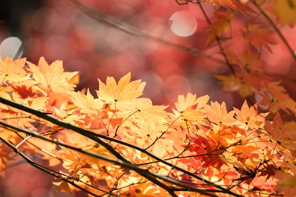 Red leaves of maple tree — Stock Photo, Image