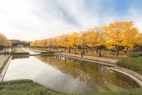 Ginkgo arbres Automne — Photo