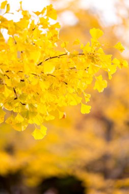 Sonbahar Ginkgo ağaçları 