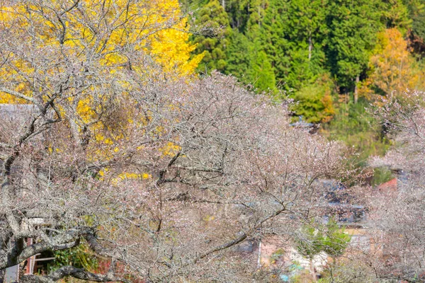 Landscape with sakura blossom — Stock Photo, Image