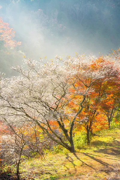 Paesaggio con fiori di sakura — Foto Stock