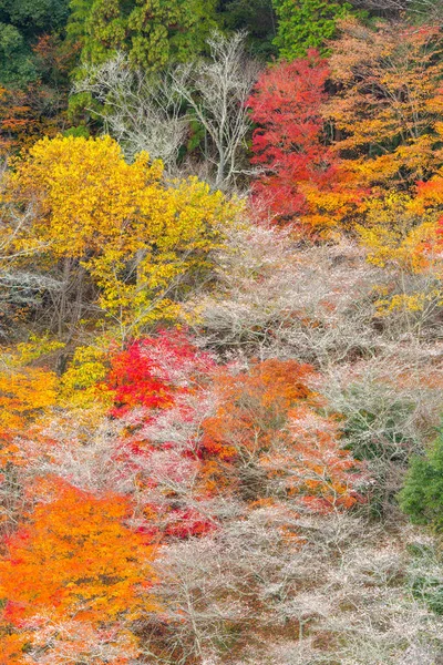 桜のある風景します。 — ストック写真