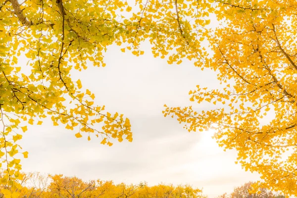 Automne Ginkgo arbres — Photo