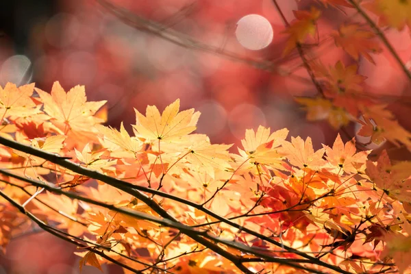 Høstens Ginkgo-trær – stockfoto
