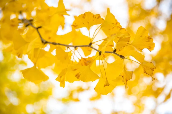 Осенние деревья гинкго — стоковое фото