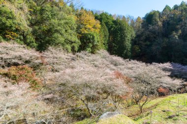 Sakura çiçeği ile manzara