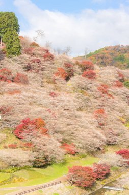 Sakura çiçeği ile manzara