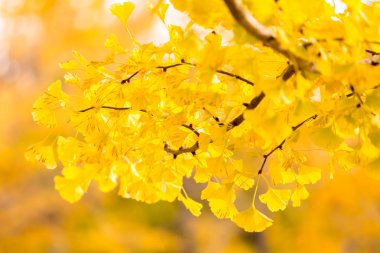 Ginkgo ağaçları sonbaharda