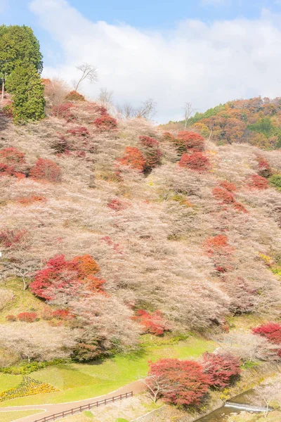 Landschaft mit Sakura-Blüte — Stockfoto