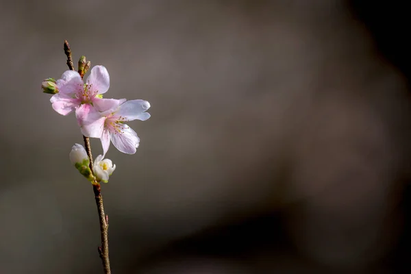 Flores de cereja sakura — Fotografia de Stock