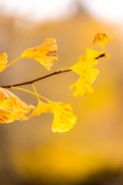 Ginkgobäume im Herbst — Stockfoto